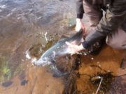 Good start for salmon fishing in April on the Delphi Fishery