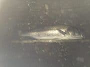 Smelly squid tempts big bass on Wexford mark bass