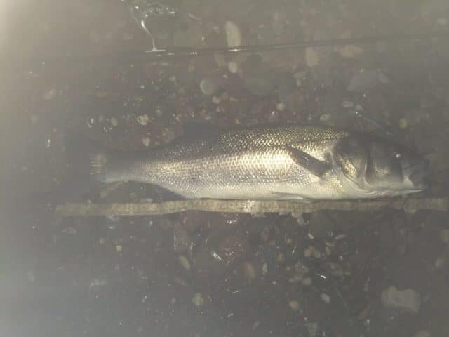 bass