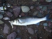 Big tides bring out the big bass for Cork Harbour angler
