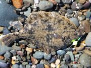 Bigger Fish Elusive on Louth Coastline