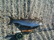 Mullet on fly – enjoyable quarry in Cork Harbour