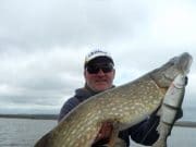 Derg pike feeding hard after spawning, big fish keep coming pike
