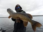 Big pike reported from Lough Derg by tourist anglers pike