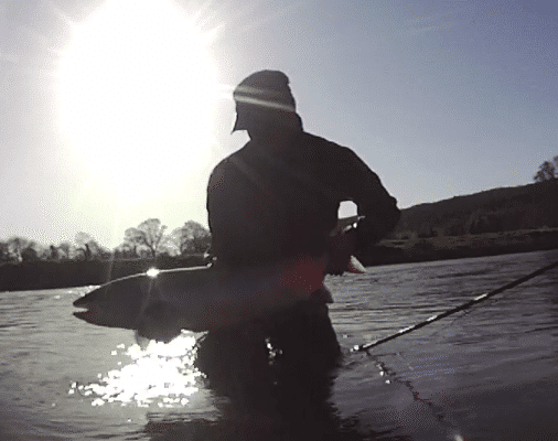 Lovely Suir salmon caught on fly and video by Dutch angler is our Catch of the Week. salmon