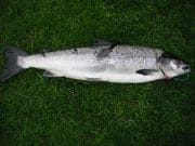 First salmon of the season from beat 3 on the River Laune and from the Ouvane River.