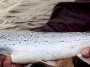 River and Night Fishing, Sea Trout Course – July 11th and 12th 2015