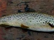 Good hatches of mayfly on Lough Conn and fish active