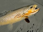 trout