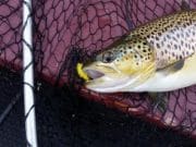 Irish Angling Update – 21/05/15 Lures worked well on Lough Sheelin this week