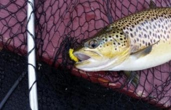 Irish Angling Update – 21/05/15 Lures worked well on Lough Sheelin this week