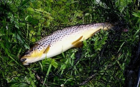Despite the Tough Conditions Some Nice Wild Brown Trout Have been Caught