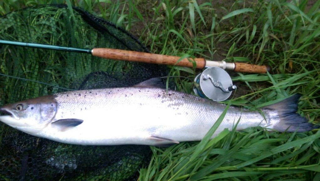 Tony O'Dwyer's cracking 12lb salmon from the River Suir