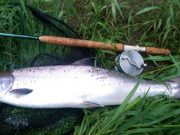Lovely 12lb salmon on the last cast for River Suir angler Tony O'Dwyer's cracking 12lb salmon from the River Suir