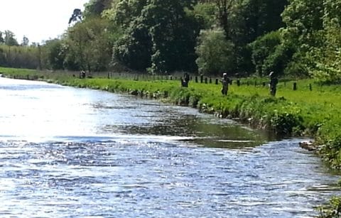 The Boyne at Navan Has Produced Fish and Conditions Had Improved in the Last Week