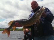Pike to 95cm on Lough Allua last week 95cm pike