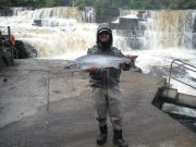 Conditions tough at Ballisodare, but 62 salmon landed 11lb salmon