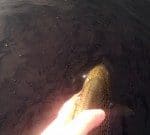 A look ahead on Lough Sheelin Release