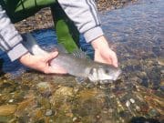 A good start to bass fishing in Wexford