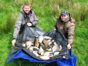 Tench, bream, roach