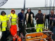 Plenty of Pollack and Cod for the Brazen Hussey II All aboard and all happpy...