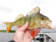 Jelly worms work well for Lough Owel perch