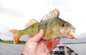 Jelly worms work well for Lough Owel perch