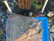Good ray fishing from the shore of Shannon Estuary Ray