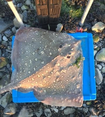 Good ray fishing from the shore of Shannon Estuary Ray