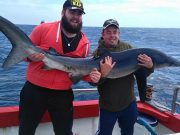 Blue shark from kayak and 17 in a day at Union Hall Blue shark