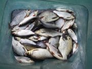Some good roach and hybrid fishing in Drumsna area coarse fishing