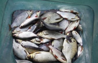 coarse fishing