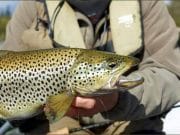 Trout to 9lb on Spent Gnat for Sheelin anglers A magnificent Sheelin trout from Lough Sheelin Guiding
