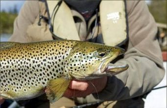 A magnificent Sheelin trout from Lough Sheelin Guiding