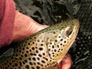 2lbs 13oz trout caught on a Yellow Wulff at Crover