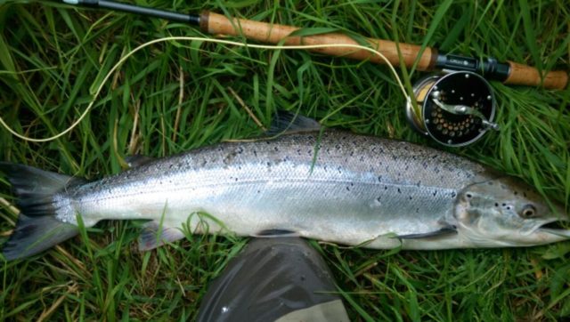 salmon 13lb