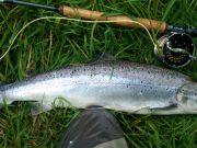 A few salmon moving on the Suir salmon 13lb
