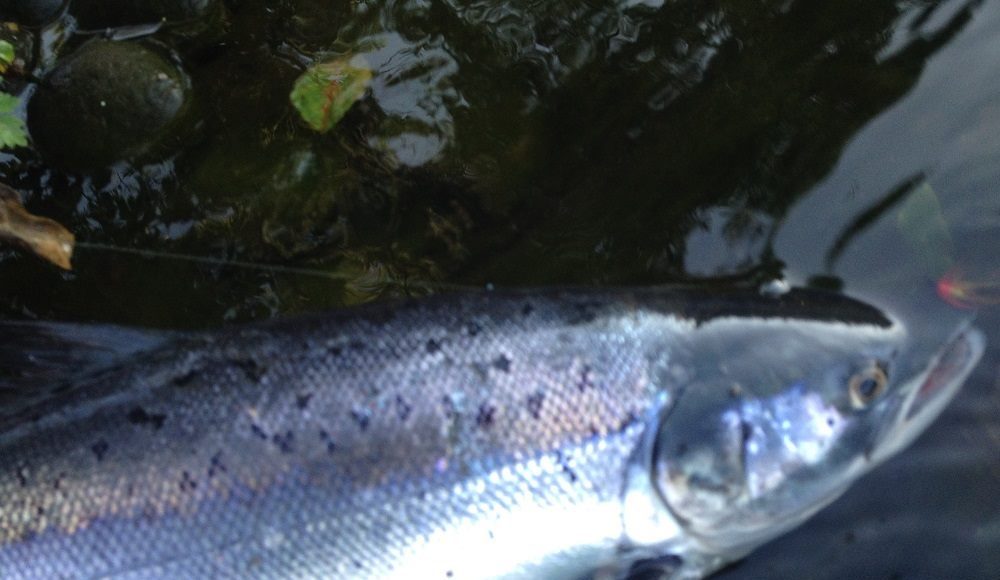 River Laune
