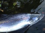 A few salmon on the Laune to 15lb last week River Laune