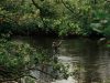 Salmon fishing on the Laune