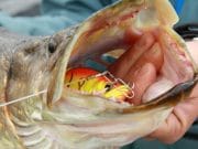 Irish Angling Update – 02/07/15 pike