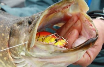 pike