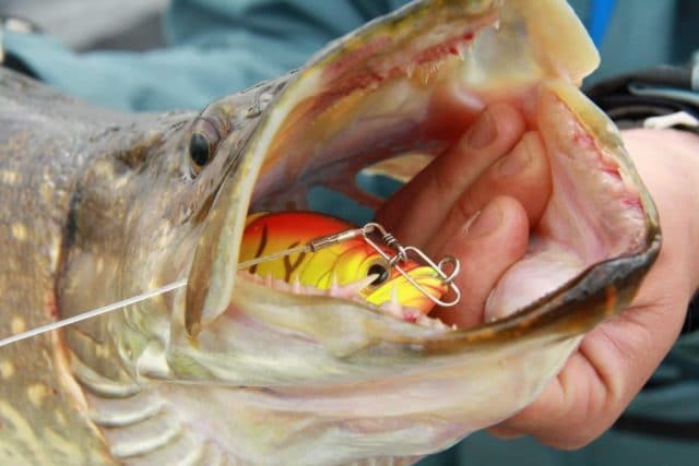 pike