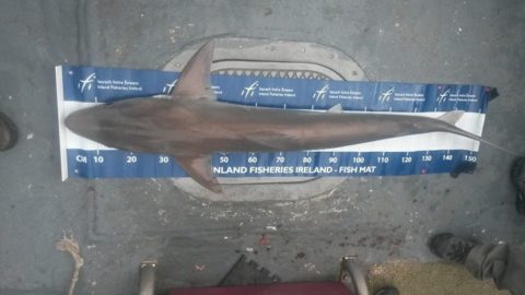 Gonna need a bigger mat. Thankfully IFI has a 230cm version for claiming bigger length based specimens like tope and blue shark
