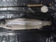 Salmon running the Bandon, grilse and fish to 12lb landed Salmon