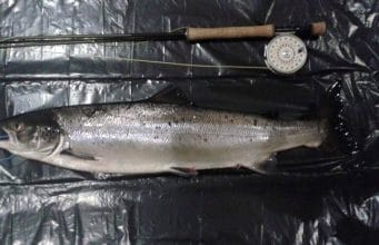 Salmon