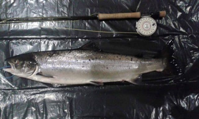 Salmon