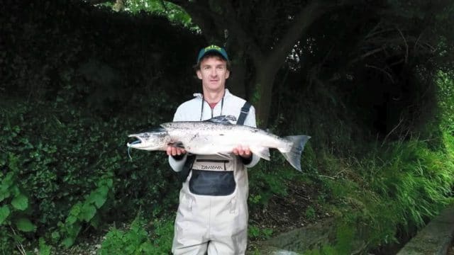 15.7lb salmon