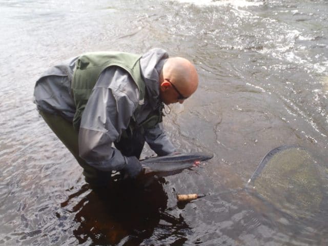 Catch and release