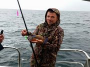 Good mixed species fishing on Galway Bay Cuckoo Wrasse